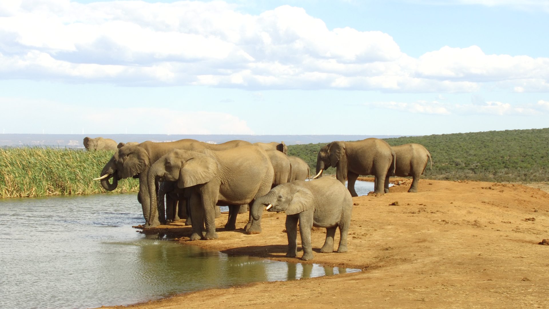 Elephant herd gathering at a waterhole in the African bush