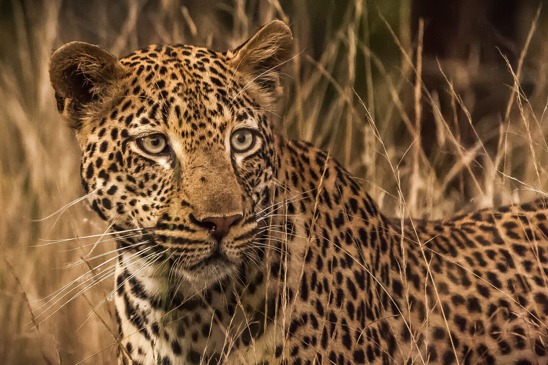 Leopard resting in a tree in the Kruger region