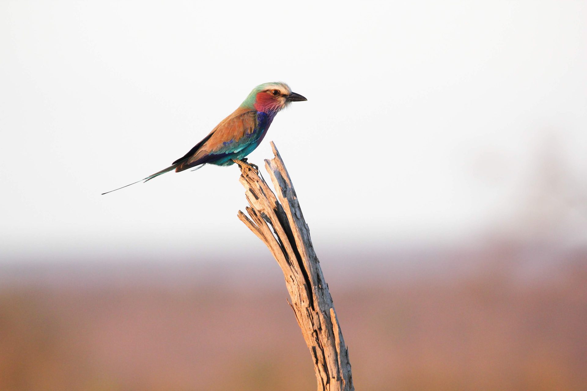 Lilac-breasted roller perched on a branch in the Maasai Mara